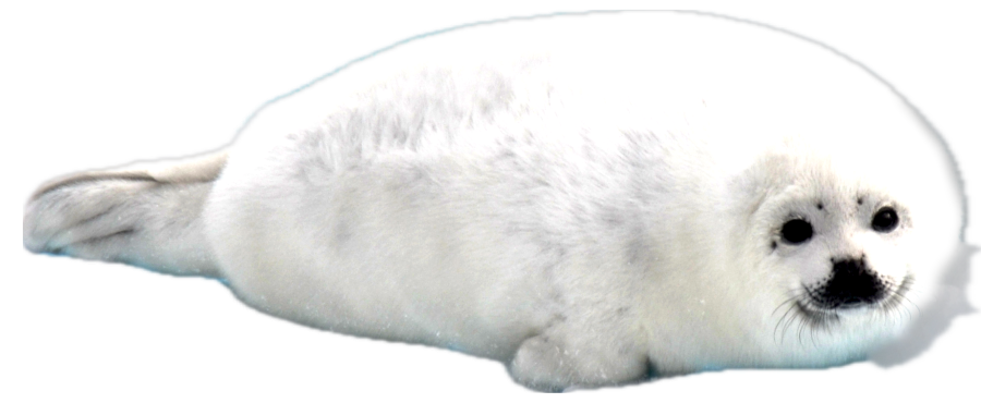 Namechart Harp Seal mascot